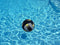 Volleyball de piscine en néoprène par Swimline 